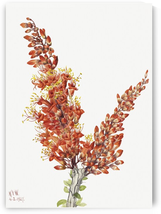 Ocotillo Fouquieria splendens 1927 by IStockHistory com
