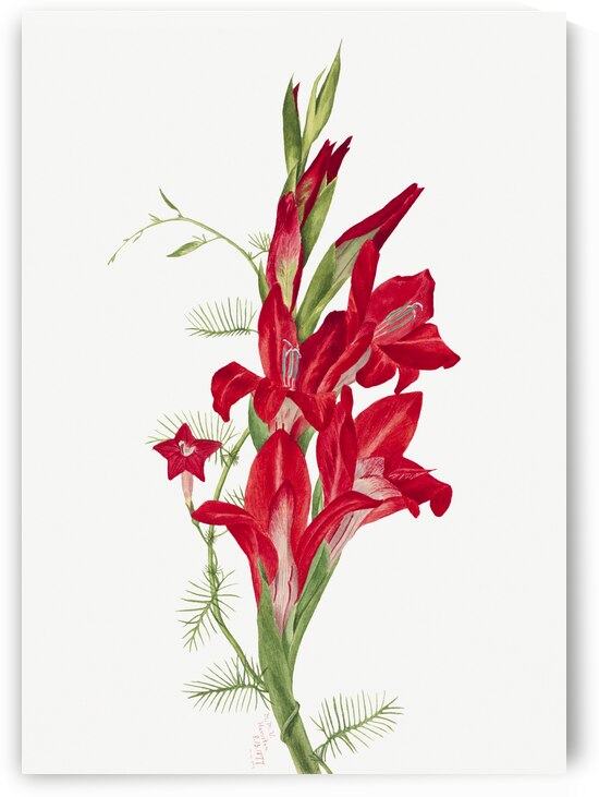 Cannas and Cypress Vine Canna species and Ipomoea quamoclit 1877 by IStockHistory com