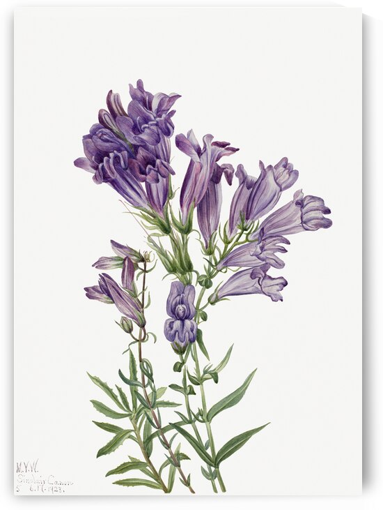 Rose Mallow Hibiscus moscheutos 1878 by IStockHistory com