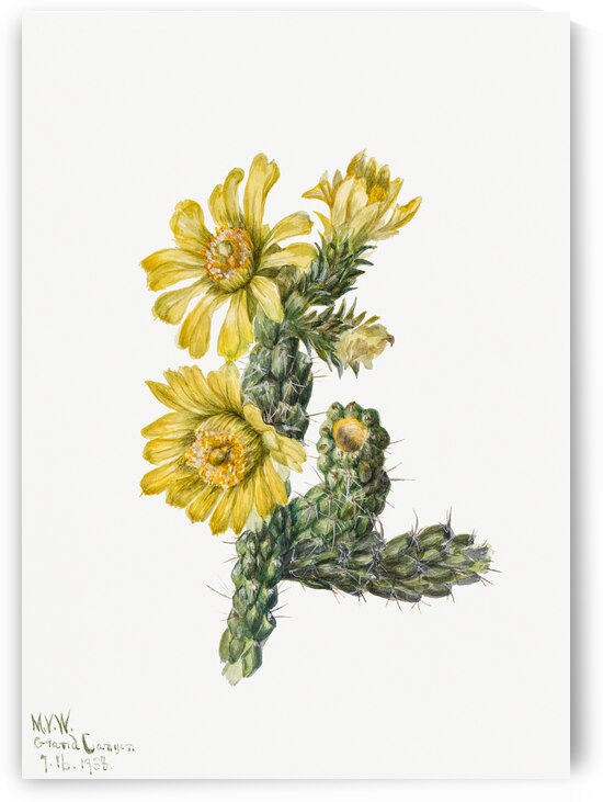 Cylindropuntia whipplei 1938 by IStockHistory com