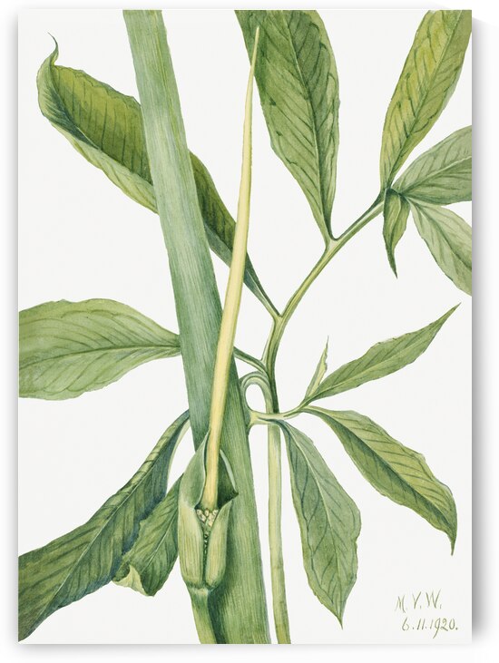 Greendragon Arisaema dracontium 1920 by IStockHistory com