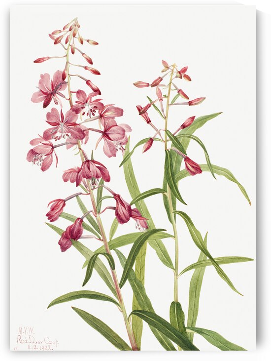 Fireweed Epilobium angustifolium 1902 by IStockHistory com