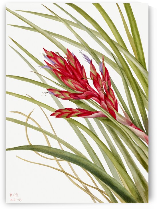 Quill Leaf Tillandsia Tillandsia fasciculata 1929 by IStockHistory com
