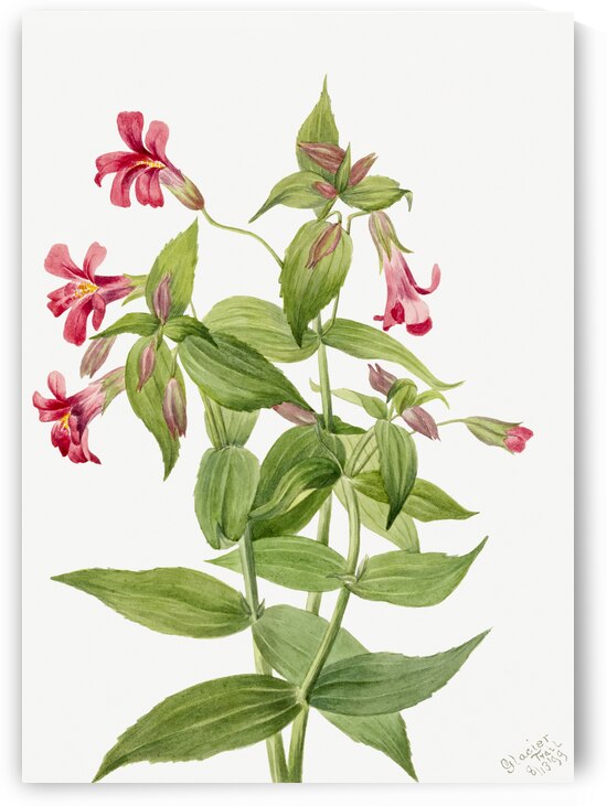 Lewis Monkey Flower Mimulus lewisii 1899 by IStockHistory com