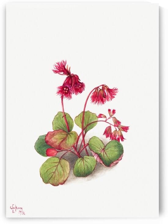 Winterberry Ilex verticillata 1920 by IStockHistory com