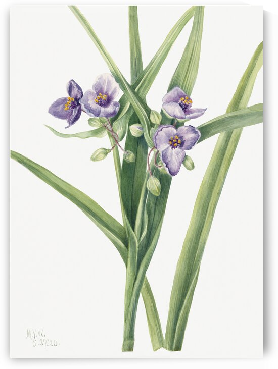 Virginia Spiderwort Tradescantia virginiana 1920 by IStockHistory com