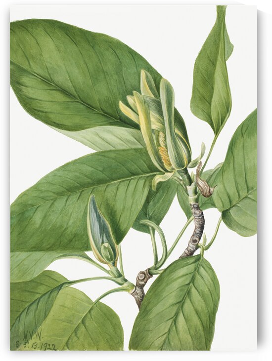 Cucumbertree Magnolia acuminata 1922 by IStockHistory com