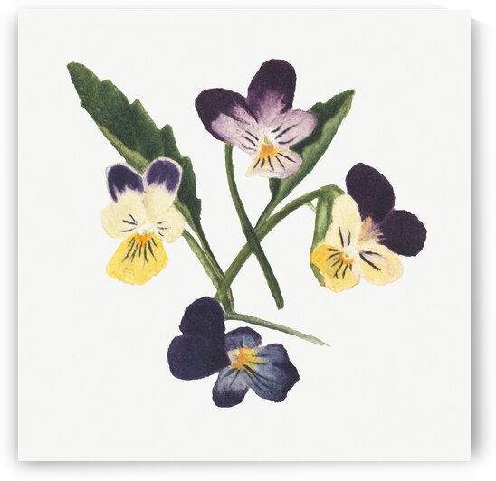 Pansies 1876 by IStockHistory com