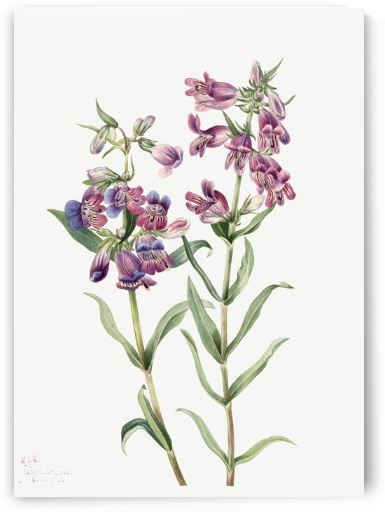 Prairie Pentstemon Pentstemon erianthera 1923 by IStockHistory com