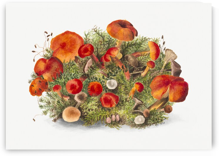 Study of Mushrooms 1880 by IStockHistory com