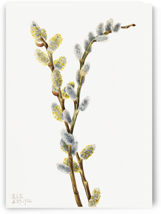 Pussy Willow Salix discolor 1920 by IStockHistory com