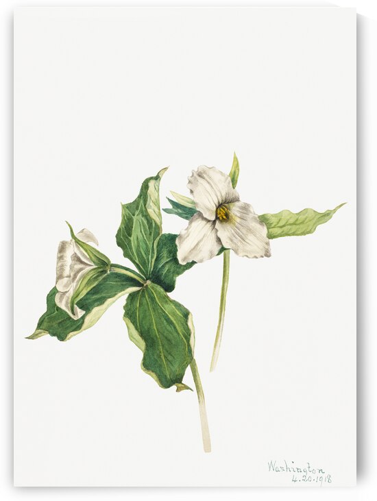 Wake–Robin Trillium grandiflorum 1918 by IStockHistory com