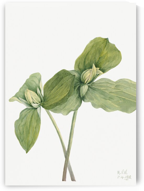 Toad Trillium Trillium sessile 1920 by IStockHistory com