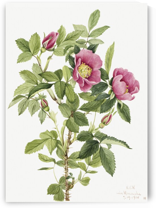 Bourgeau Rose Rosa bourgeauiana 1920 by IStockHistory com