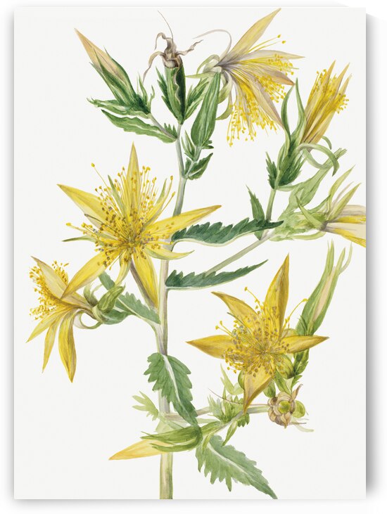 Blazing Star Mentzelia laevicaulis 1930 by IStockHistory com