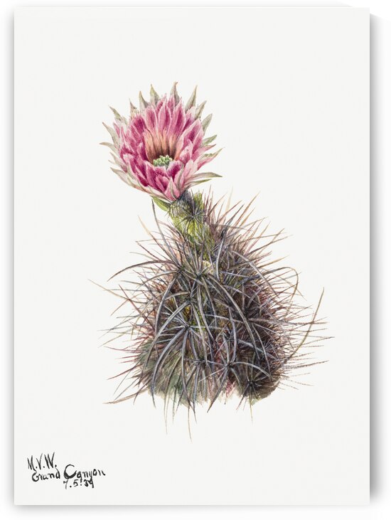 Cucumber cactus 1939 by IStockHistory com