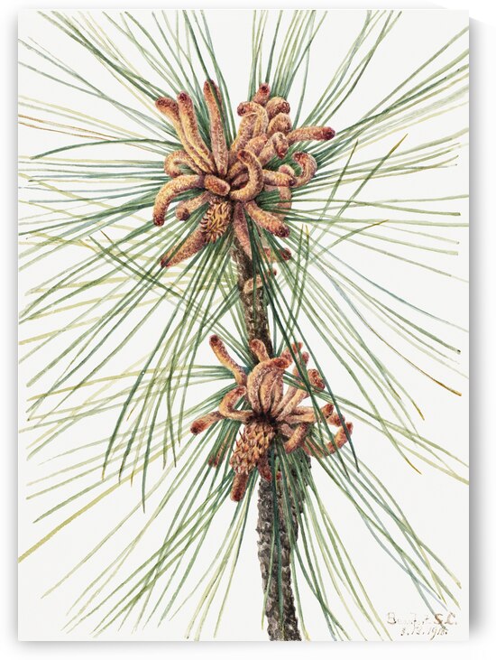 Large Purple Fringe–Orchid Habenaria grandiflora 1926 by IStockHistory com