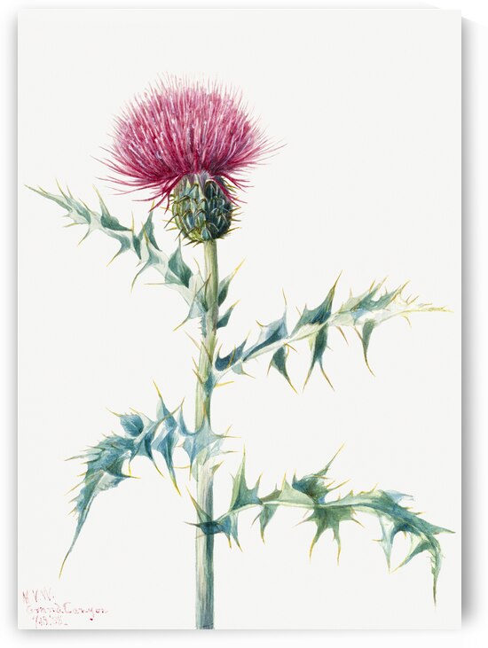 Thistle Cirsium arizonica 1938 by IStockHistory com