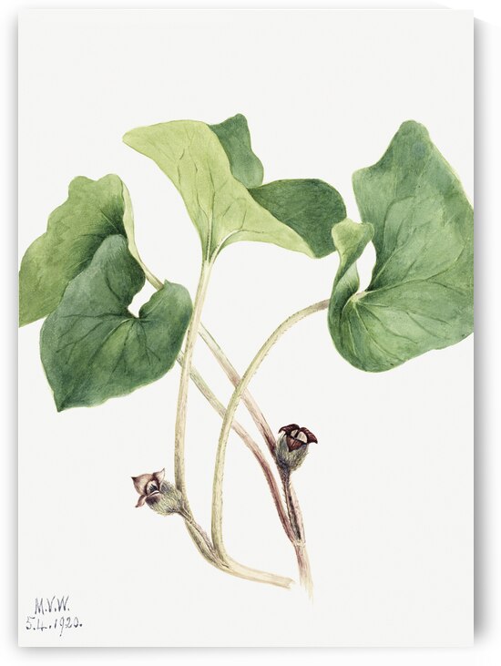 Maypop Passiflora incarnata 1926 by IStockHistory com