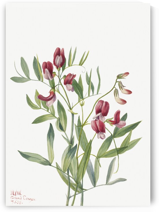 Wild Pea Lathyrus decaphyllus 1938 by IStockHistory com