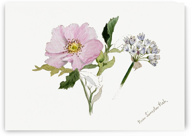Flower Study 1876–1878 by IStockHistory com