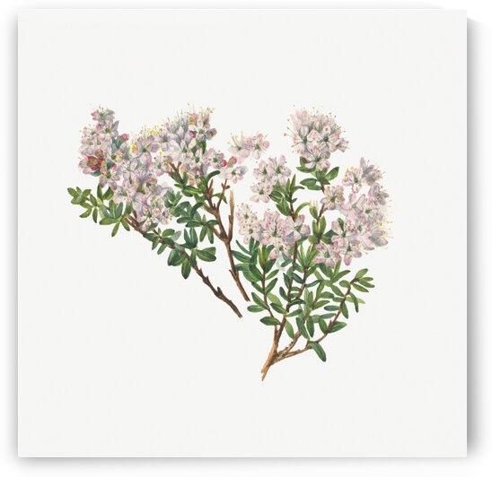 Sand Myrtle Leiophyllum lyoni 1930  by IStockHistory com