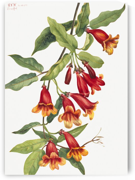 Crossvine Anisostichus capreolatus 1925 by IStockHistory com