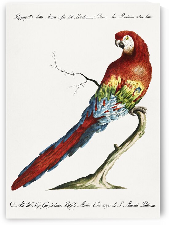 Pappagallo detto arara rossa del Brasile Macaw by IStockHistory com