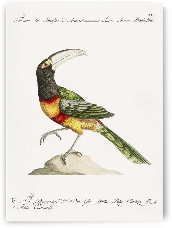 Tucana Aracari Brasilensibus Toucan by IStockHistory com