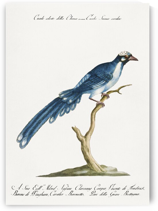 Cucule celeste della China Cuckoo by IStockHistory com