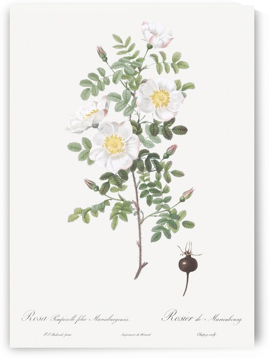 White burnet roses by IStockHistory com