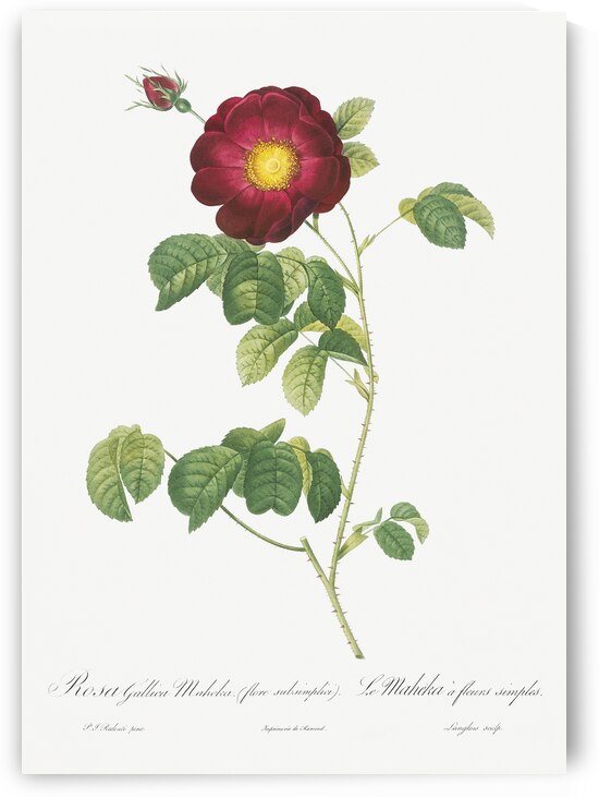Simple-Flowered French Rose by IStockHistory com