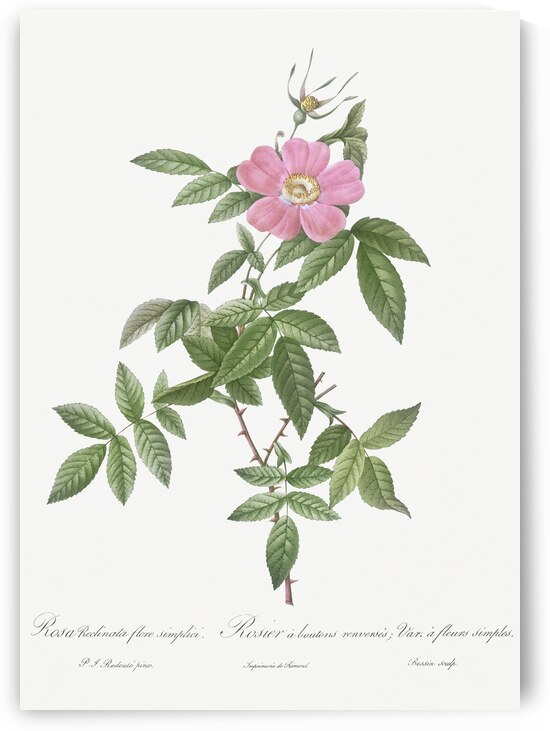 Pink boursault rose by IStockHistory com