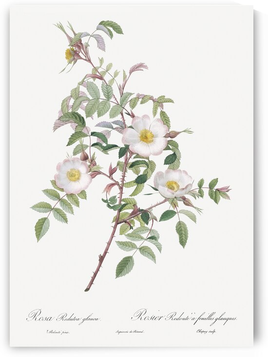 Pink boursault rose by IStockHistory com