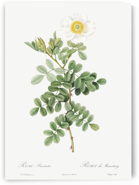 Macartney Rose by IStockHistory com