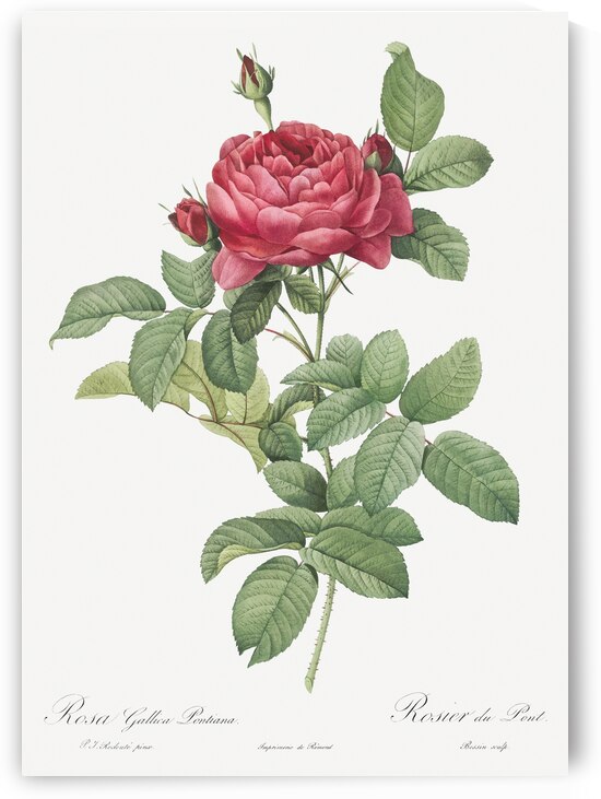 Red gallic rose by IStockHistory com