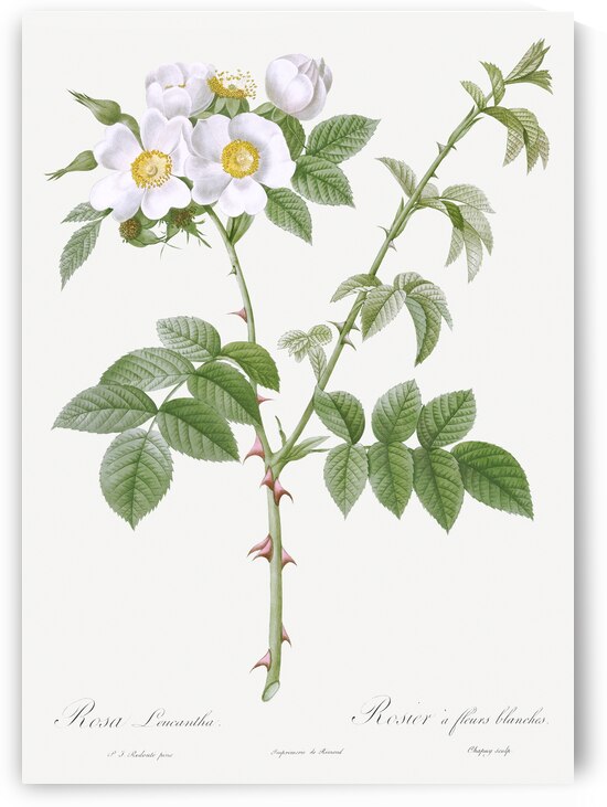 White flowered rose by IStockHistory com