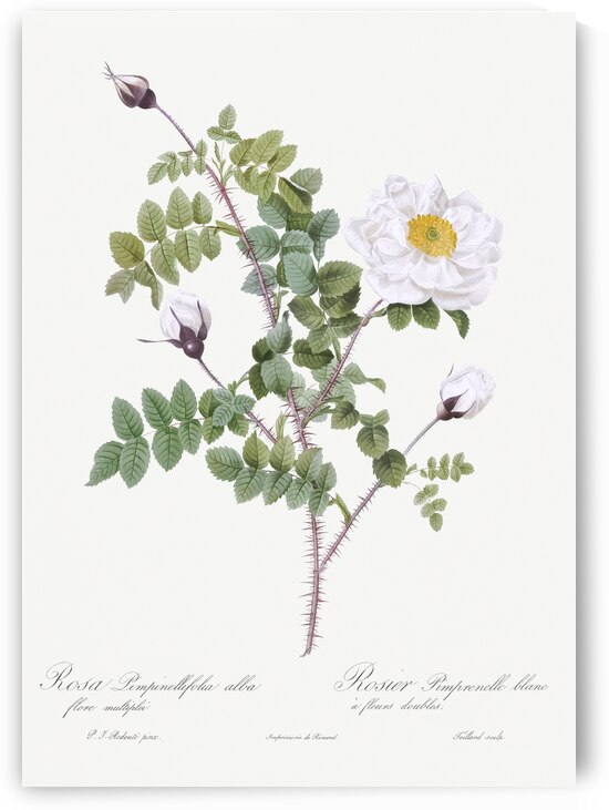 White flowered rose by IStockHistory com