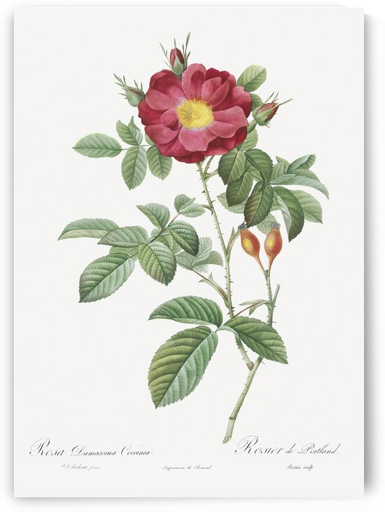 Blooming red postrland rose by IStockHistory com