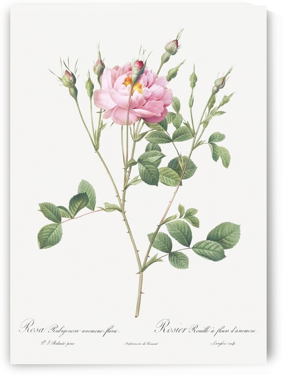 Anemone flowered sweetbriar rose by IStockHistory com