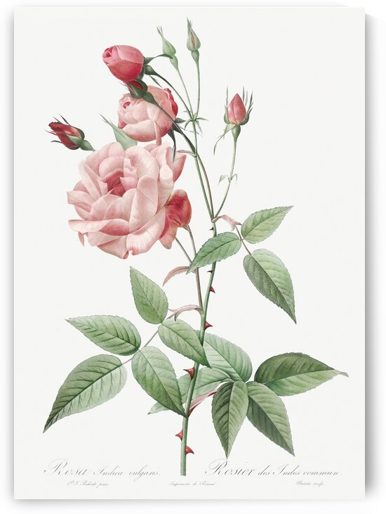 Anemone flowered sweetbriar rose by IStockHistory com