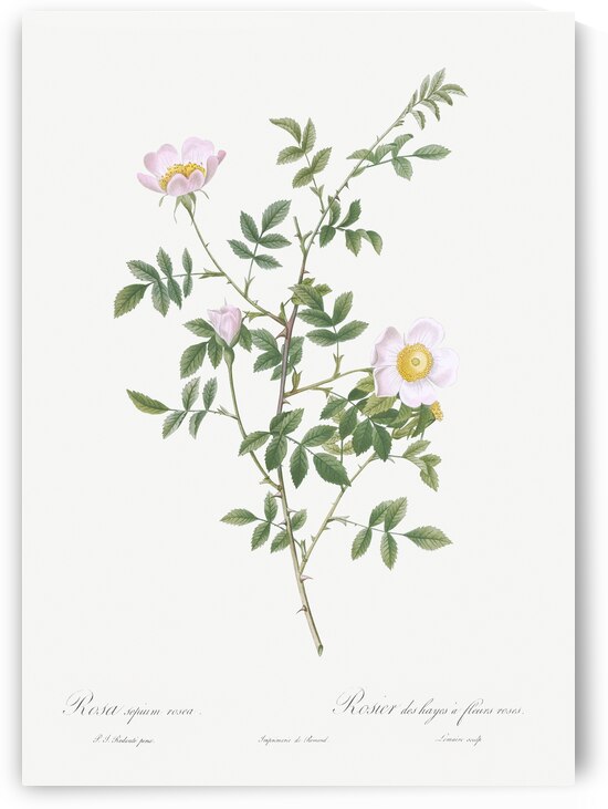 Pink hedge rose in bloom by IStockHistory com