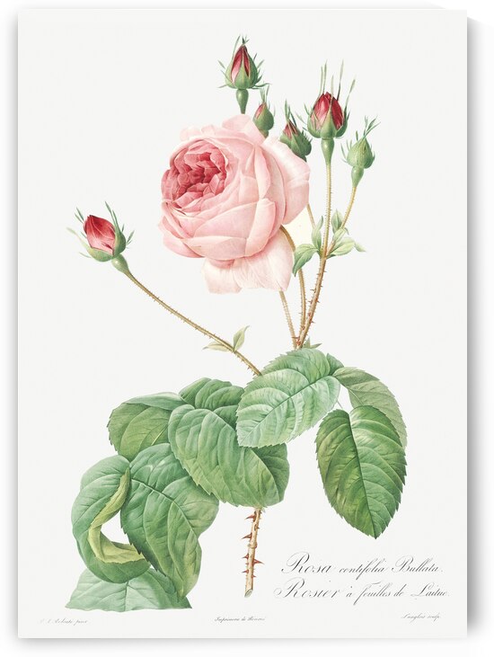 Vintage Provence rose by IStockHistory com