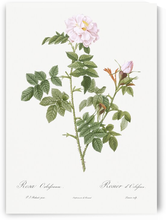 Blooming pink rosebush by IStockHistory com