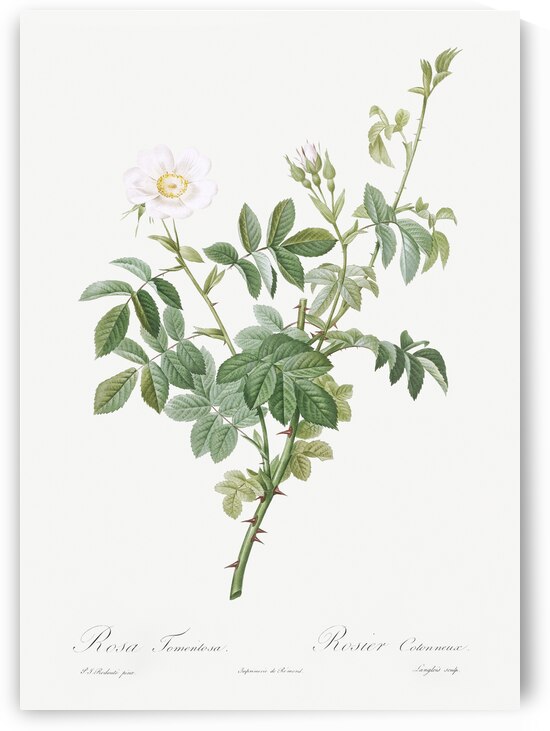 Les Roses  Redout√© 155 by IStockHistory com