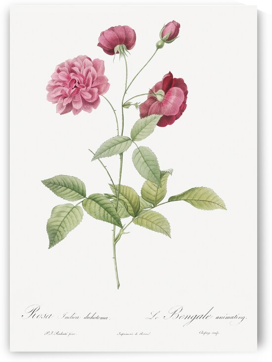 Vintage china rose by IStockHistory com