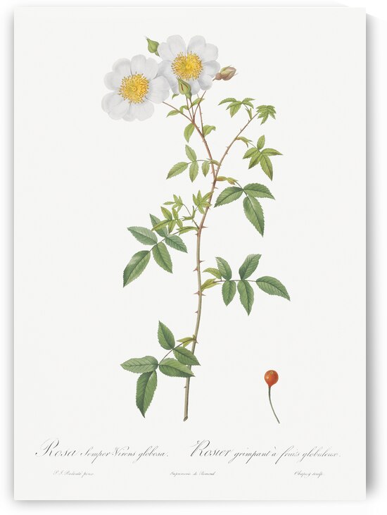 White climbing rose by IStockHistory com