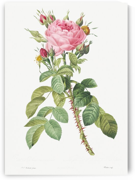 Pink rose in bloom by IStockHistory com