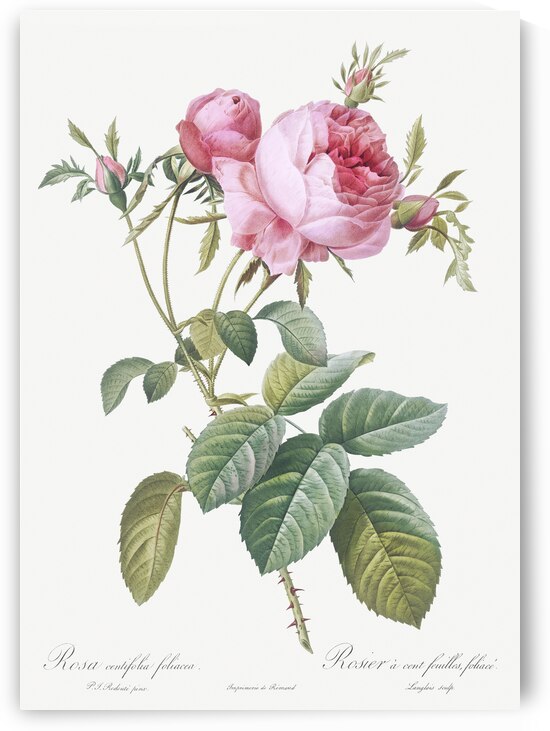 Pink cabbage rose by IStockHistory com