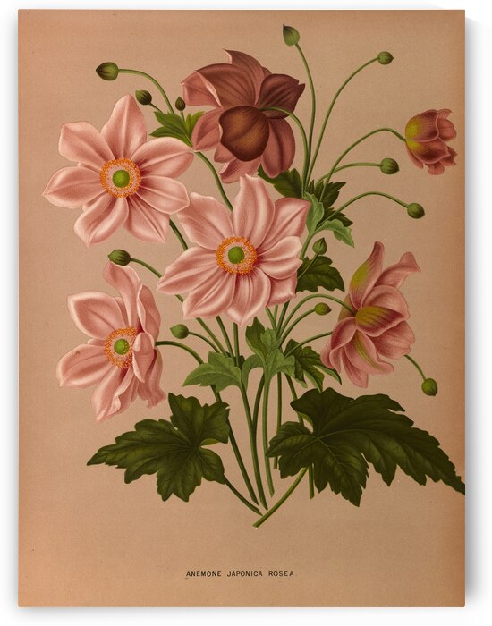 Album van Eeden : Haarlems flora : 1872-1881 by IStockHistory com